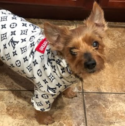 Louis Vuitton Supreme Dog Jacket